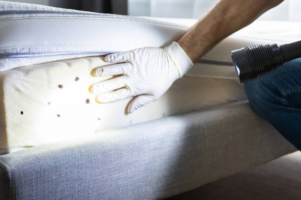 Best Cockroach Control Services  in Cairo, NE