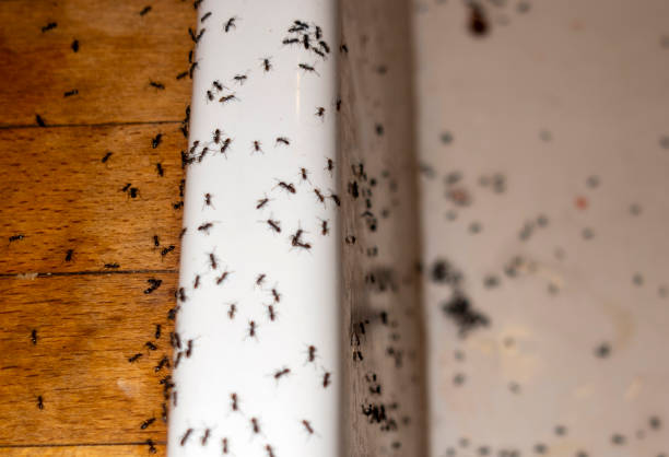 Pest Control for Restaurants in Cairo, NE